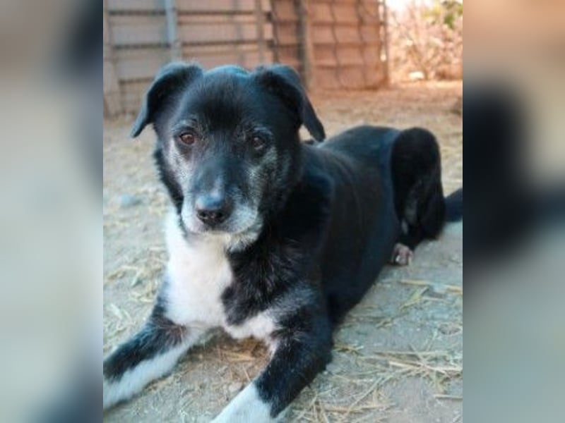 Negry-unsicherer Rüde sucht sicheres Zuhause