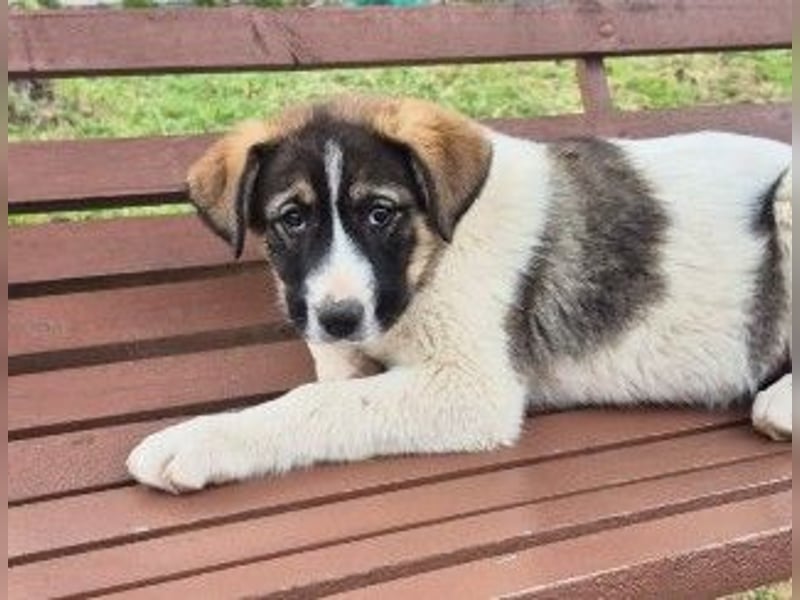 Elisa - hübsches Welpenmädchen sucht Familie