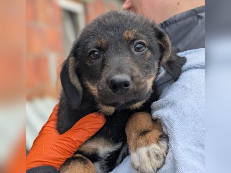 zauberhaftes, liebes Welpenmädchen Cara