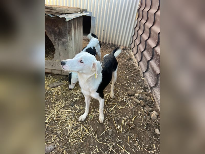 T-ROC - skeptischer Junghund sucht seine Menschen