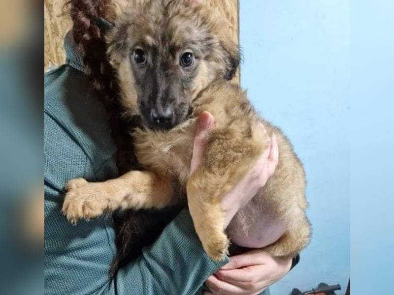 Bowie kleines Welpenmädchen wartet auf ihr liebevolles Zuhause