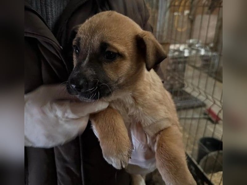 Leni, ganz zauberhafte kleine Welpin auf der Suche nach einem liebevollen Zuhause