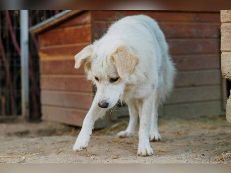 wunderschöne, liebe Wani