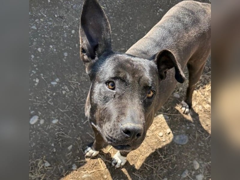 LUNA - liebenswerte Kampfschmuserin sucht ihr Zuhause in Österreich