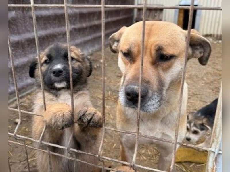 Lori, kleine Kuschelmaus ist neugierig und menschenbezogen