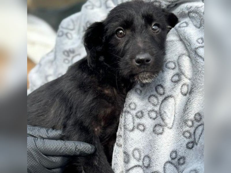 liebes Welpenmädchen Naira