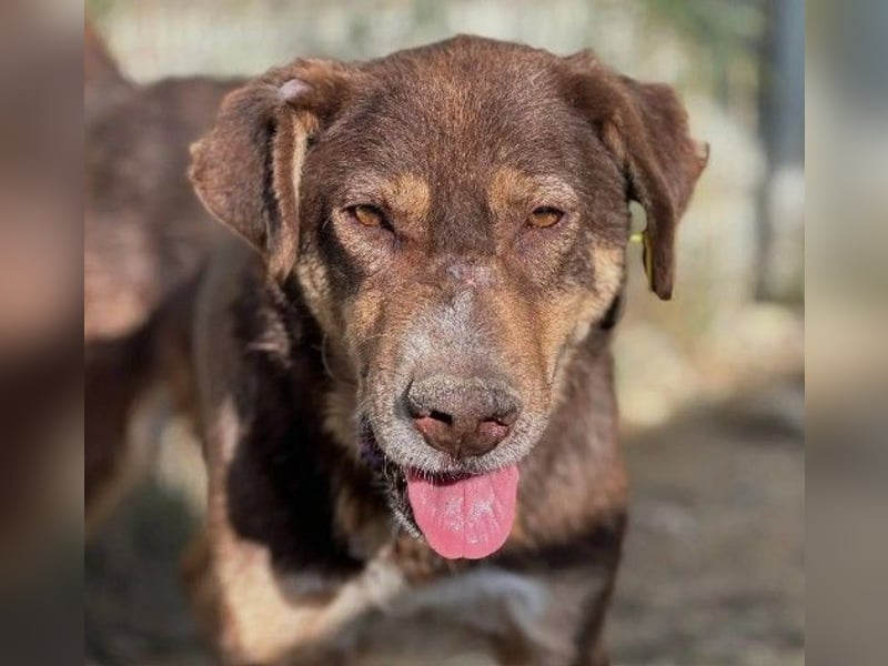 lieber Senior Santo sucht seine Ruhestätte