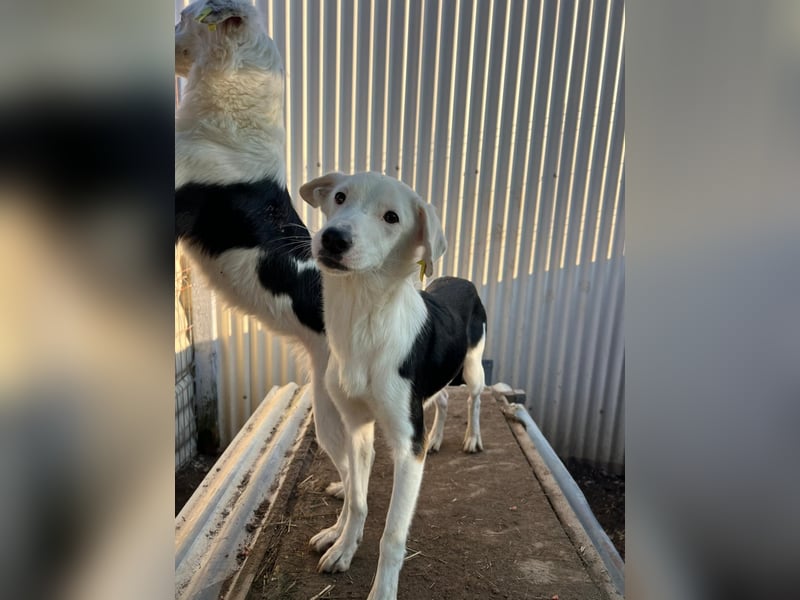 T-ROC - skeptischer Junghund sucht seine Menschen