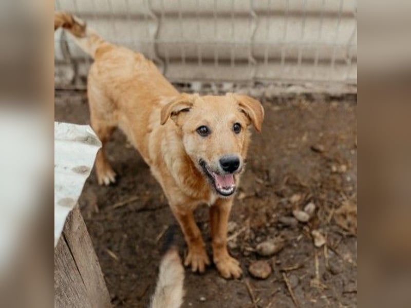 verschmuster, lieber Traumhund Gaio