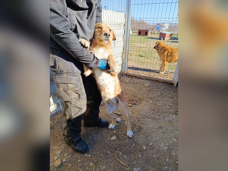 Lilli sucht Menschen mit denen sie ausgiebig kuscheln kann