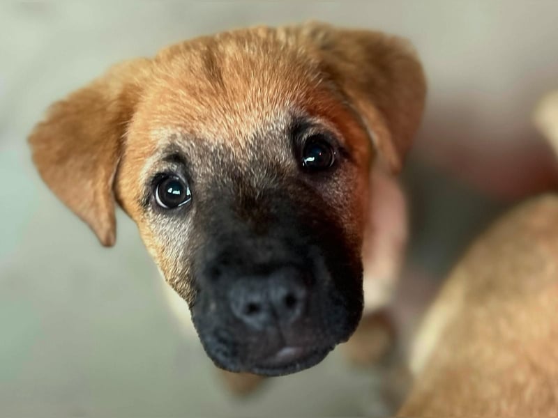 fröhlicher & liebenswerter Tux sucht seine Familie