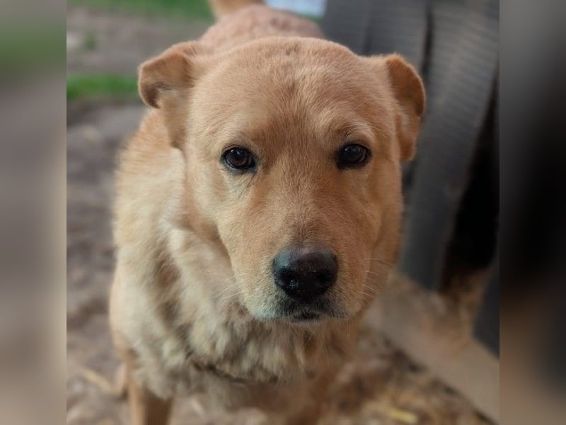 lieber Ferdinand wartet auf ein liebes Zuhause