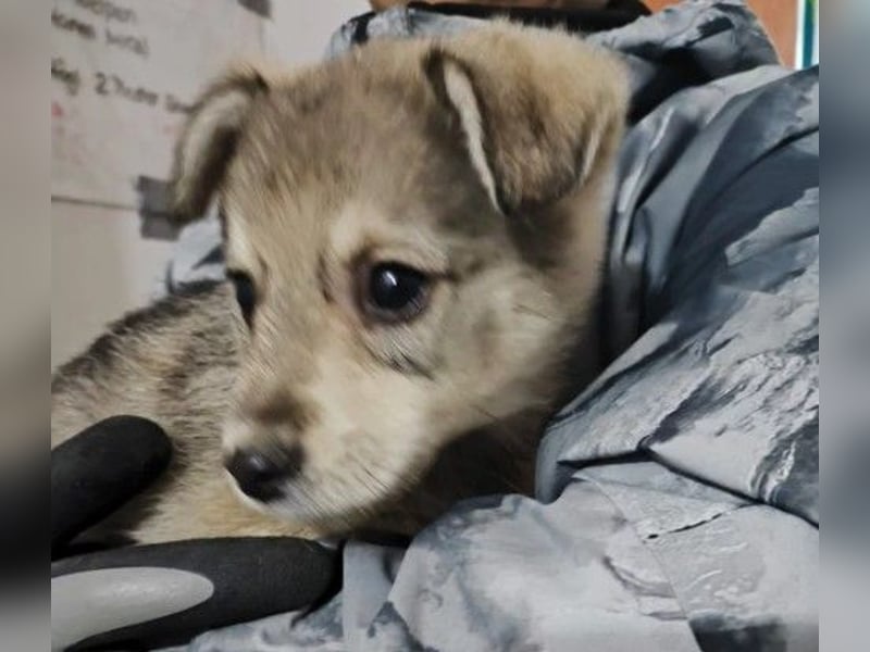 Zauberhafter Welpenjunge Welpe 1