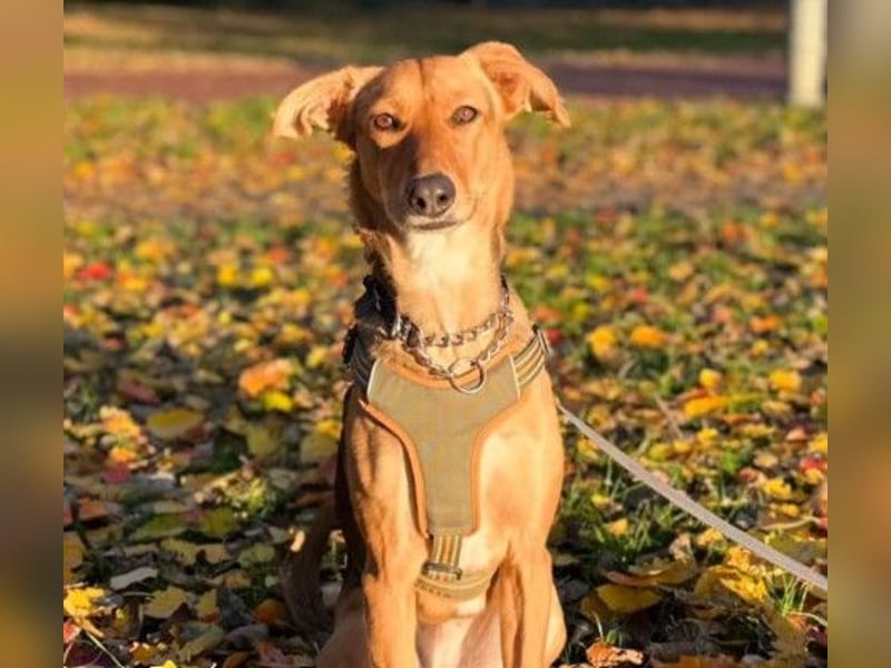 freundliche, liebe Faye