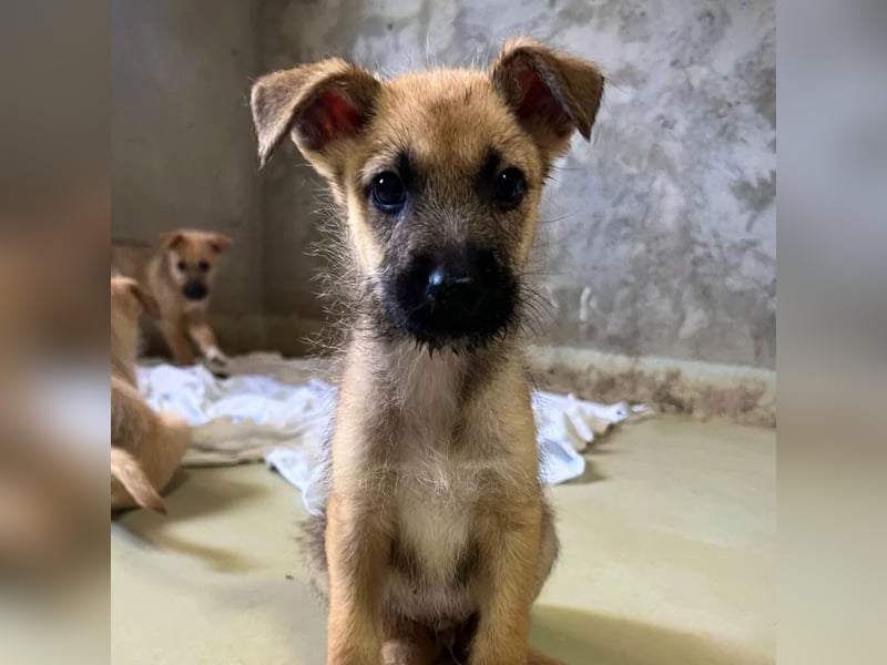 verschmuster Frodo verschmuster Frodo