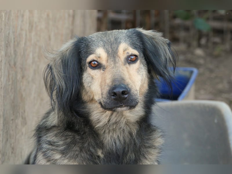 Zoran - hübscher Rüde sucht liebevolles Zuhause