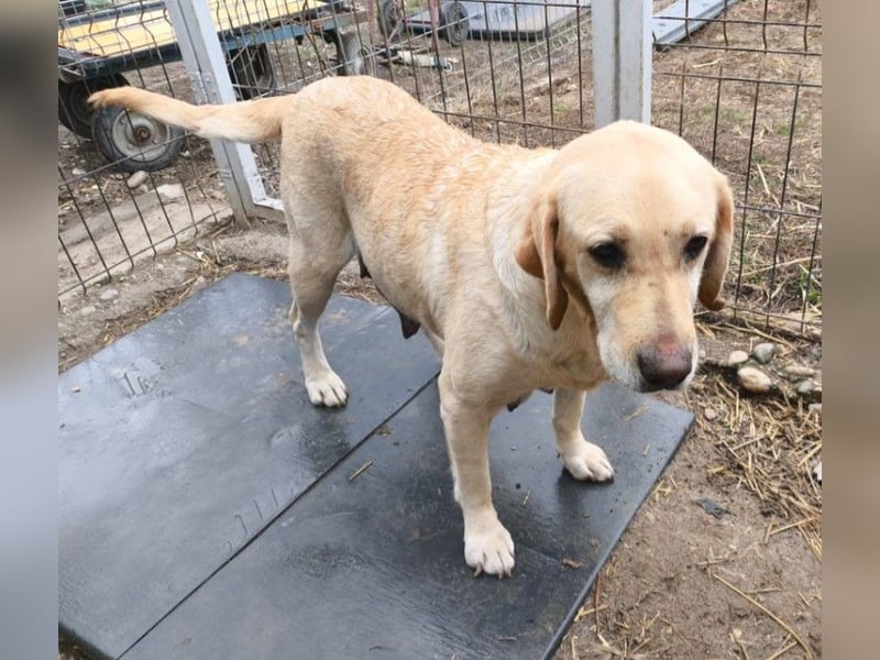 Liebe, freundliche Esa sucht ihre Menschen