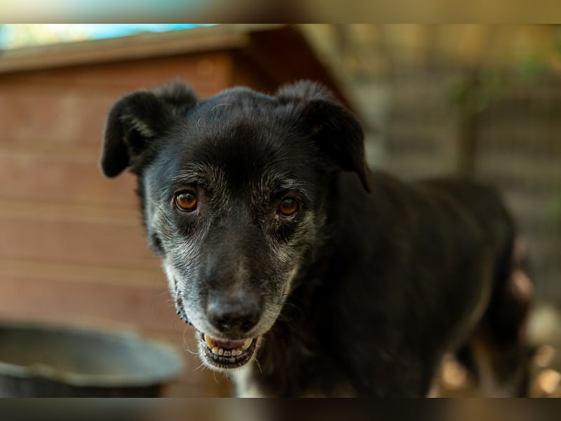 Sanfter, vorsichtiger Negry sucht sein Zuhause