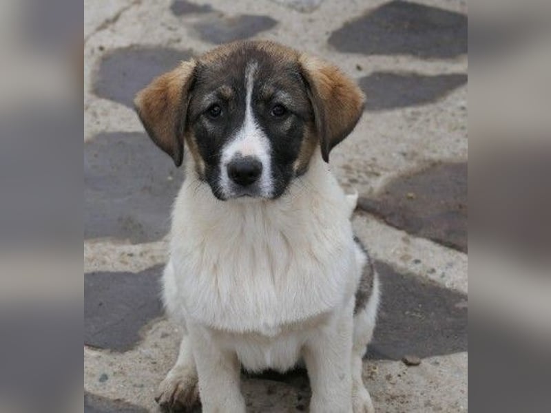 Elisa - hübsches Welpenmädchen sucht Familie