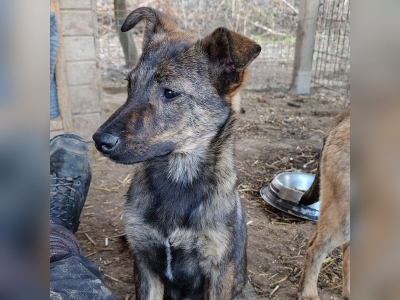 Junghündin Wendy sucht ihre Menschen