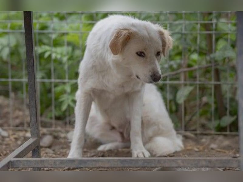 wunderschöne, liebe Wani