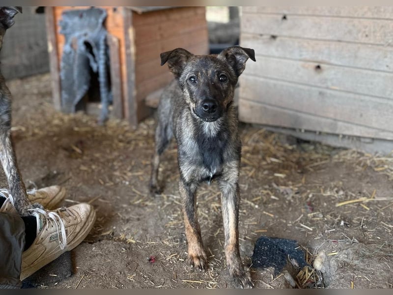 Junghündin Wendy sucht ihre Menschen