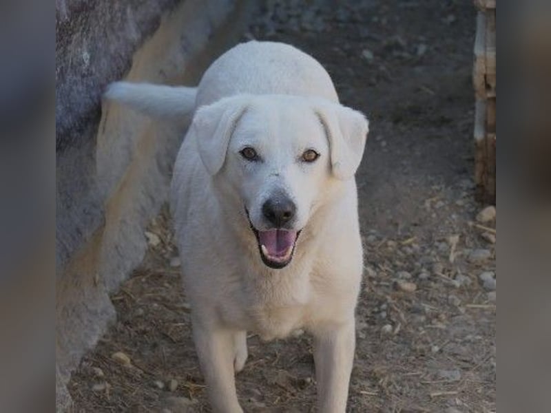 Schüchterner, lieber Snow