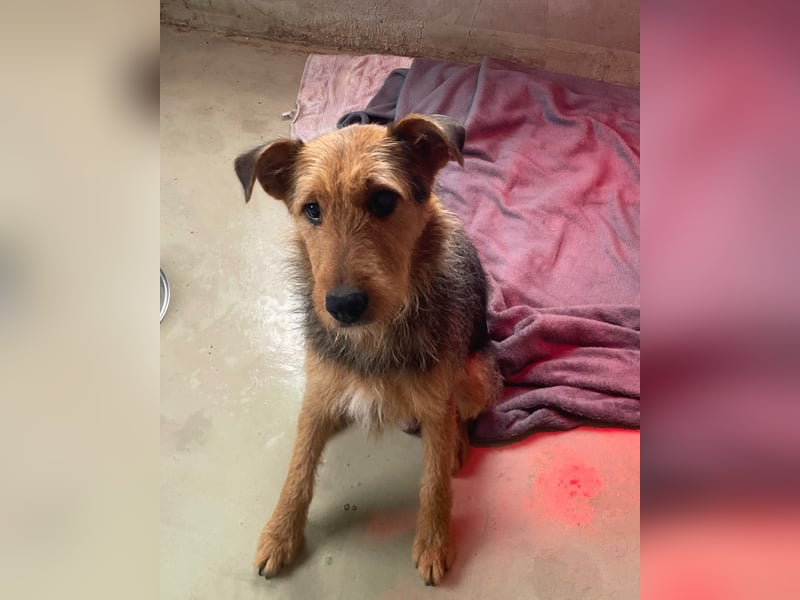 KARLOTTA - menschenbezogene, ruhige Hündin sucht liebevolles Zuhause