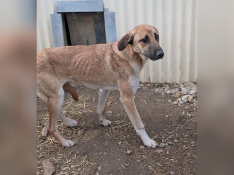 Lieber, zauberhafter Takumi sucht seine Menschen