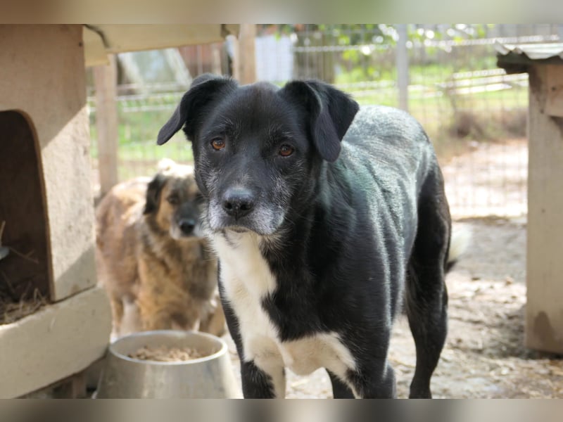 Sanfter, vorsichtiger Negry sucht sein Zuhause