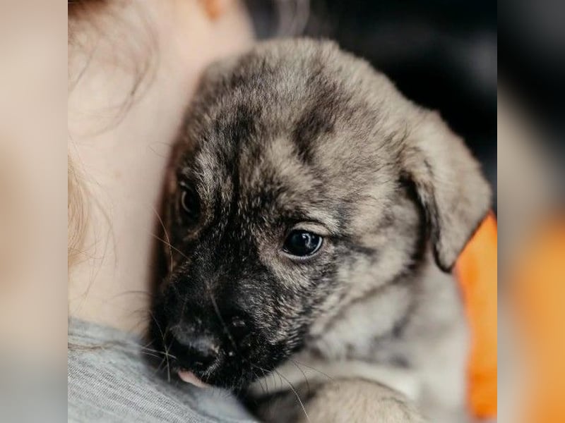 zauberhafter, lieber Welpenjunge Orion