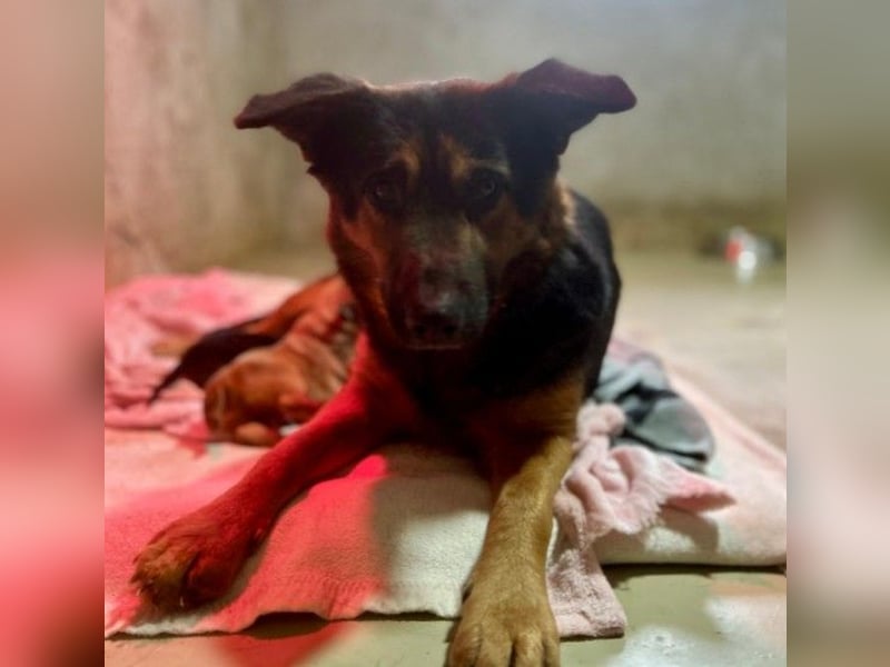 liebe, wunderschöne Donna