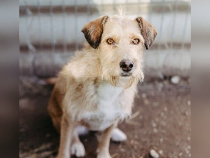Lilli sucht Menschen mit denen sie ausgiebig kuscheln kann
