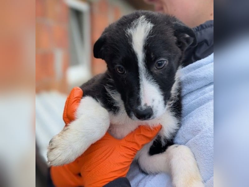 bezauberndes, liebes Welpenmädchen Chloe