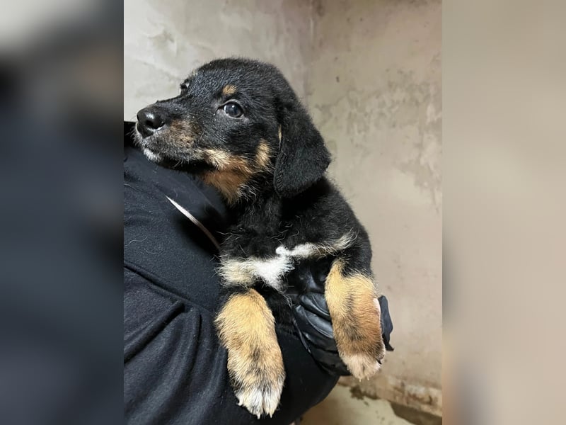 WELPE10C - zauberhafter Welpenjunge sucht seine Familie und einen Namen