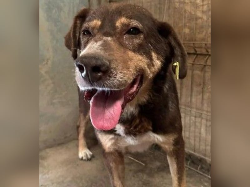 lieber Senior Santo sucht seine Ruhestätte