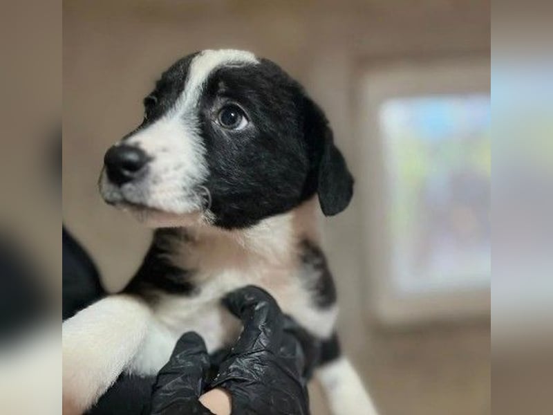 bezauberndes, liebes Welpenmädchen Chloe