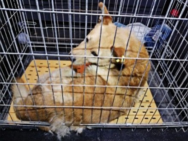 lieber Ferdinand wartet auf ein liebes Zuhause