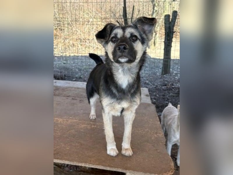 Lizzy - mit Geduld zur Traumhündin