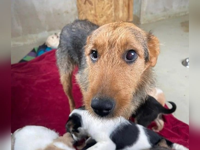 KARLOTTA - menschenbezogene, ruhige Hündin sucht liebevolles Zuhause