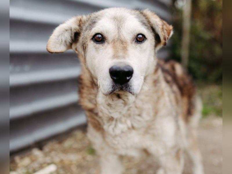 liebenswerter Senior sucht dringend ein liebevolles Zuhause