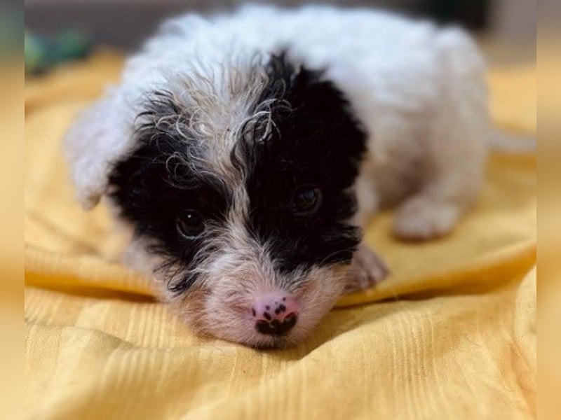 zauberhafter, kleiner Matti wartet sehnsüchtig auf seine Familie