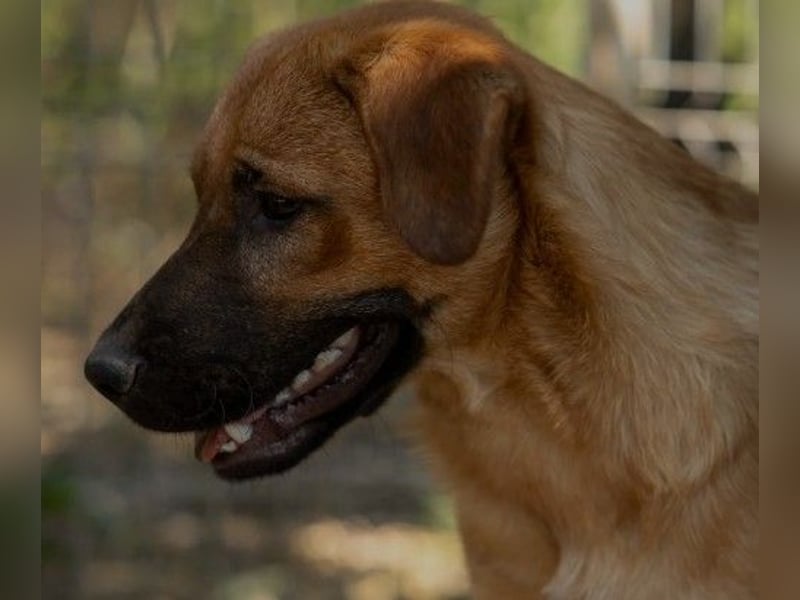 fröhlicher & liebenswerter Tux sucht seine Familie