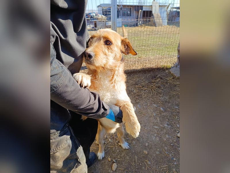 Lilli sucht Menschen mit denen sie ausgiebig kuscheln kann