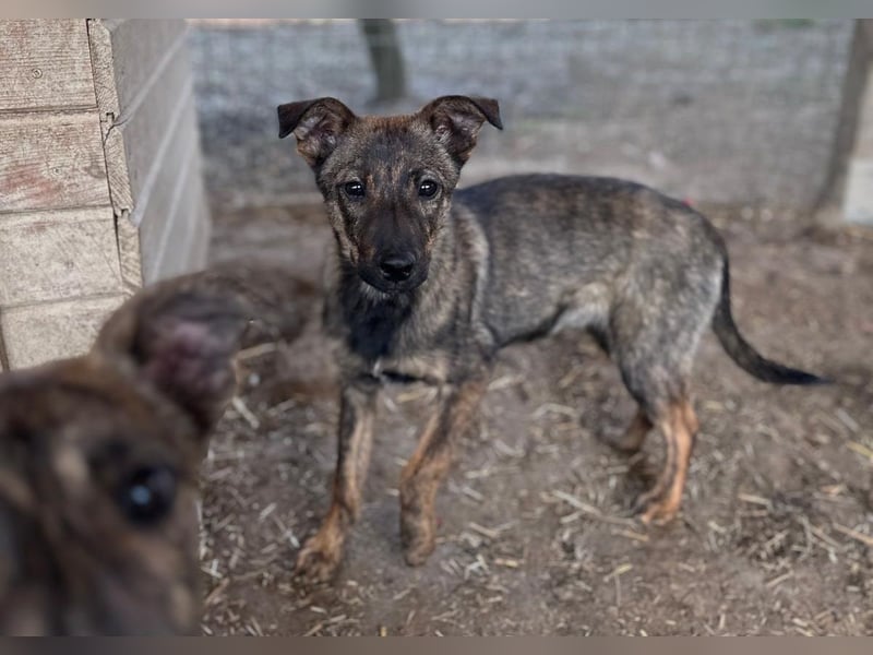 Junghündin Wendy sucht ihre Menschen
