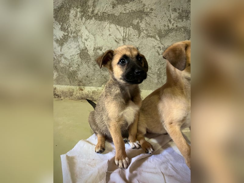 zauberhafter Flipper sucht seine neue Familie zauberhafter Flipper sucht seine neue Familie