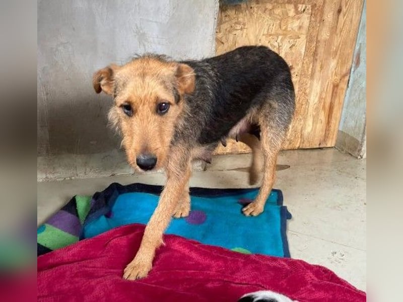 Karlotta zauberhafte Hündin wartet auf ihr liebevolles Heim