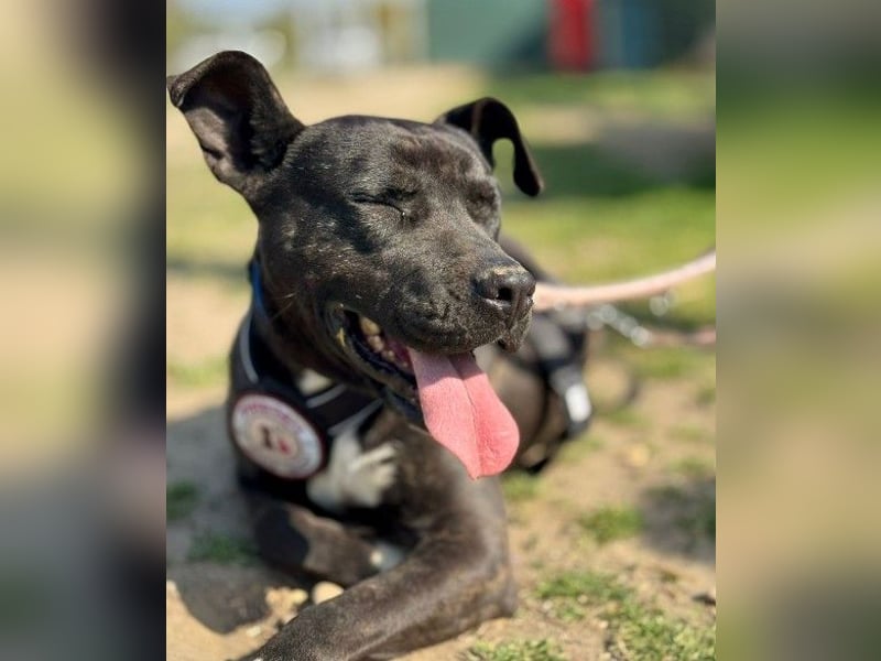 LUNA - liebenswerte Kampfschmuserin sucht ihr Zuhause in Österreich