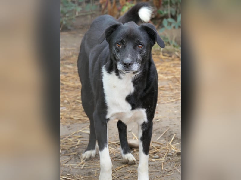 schüchterner Negry sucht seine Menschen