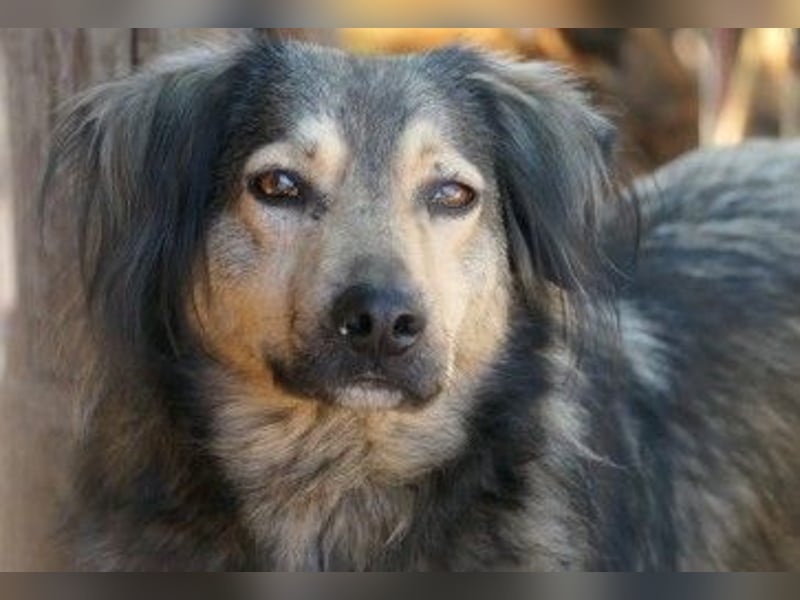 wunderschöner Rüde Zoran